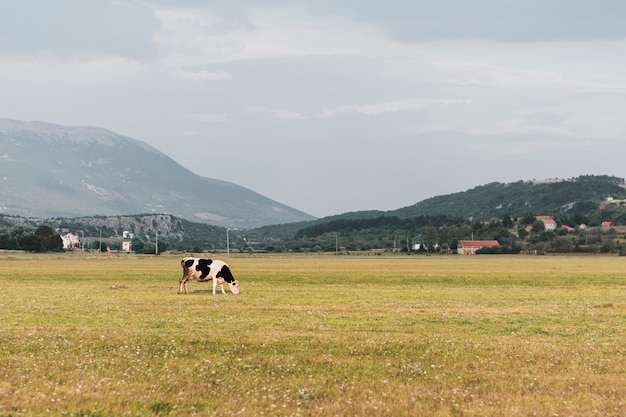 Black and white cow grazing on the field Free Photo