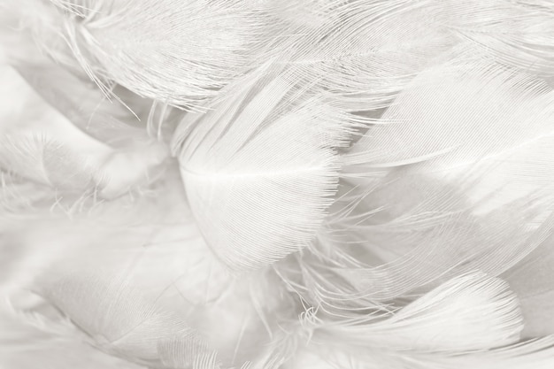 Premium Photo | Black and white feather texture background