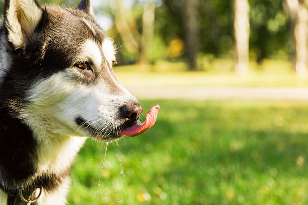 husky drinking water