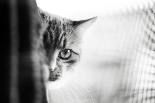 Premium Photo | Black and white portrait of half face of cat.