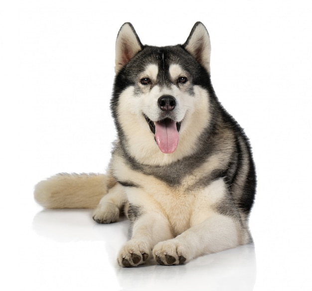 Premium Photo Black And White Siberian Husky Dog On White