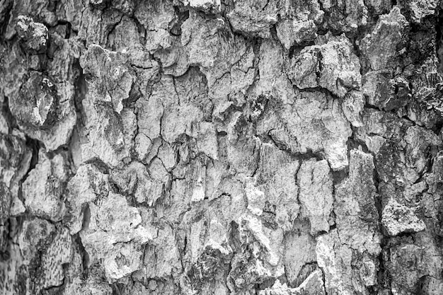 Premium Photo | Black and white tree bark texture for background