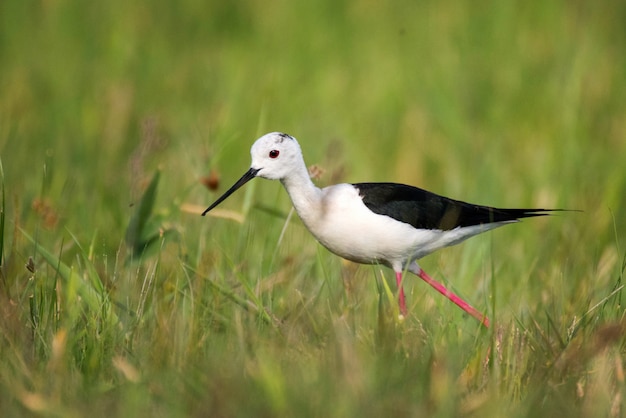 Premium Photo | Black winged stilt himantopus himantopus in natural habitat