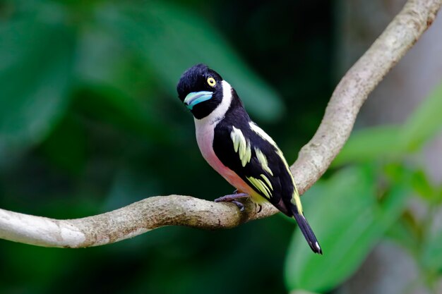 Premium Photo | Black-and-yellow broadbill eurylaimus ochromalus ...