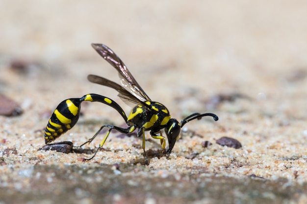 Premium Photo The Black And Yellow Hornet In Nature Background