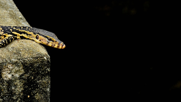 Black And Yellow Lizard Is Sunbathing Premium Photo