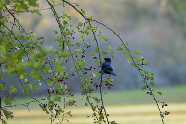 Premium Photo | Blackbird (turdus merula) in a hawthorn tree eating berries