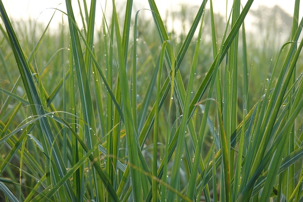 Free Photo | Blades of grass