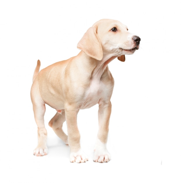 ブロンド毛足の短い犬立っ 無料の写真
