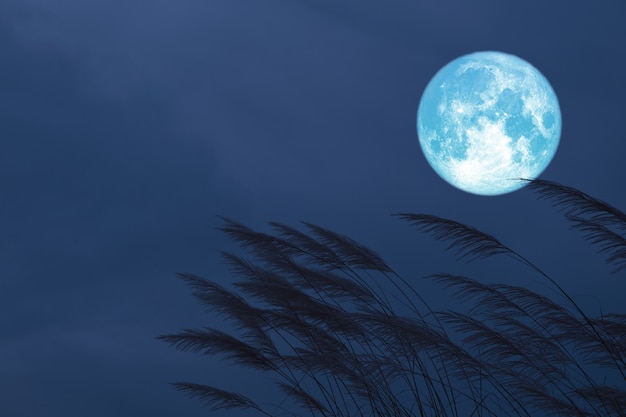 Blood strawberry moon on night sky back silhouette grass flowers Premium Photo
