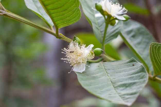 枝につぼみのある咲いたグアバの花 プレミアム写真