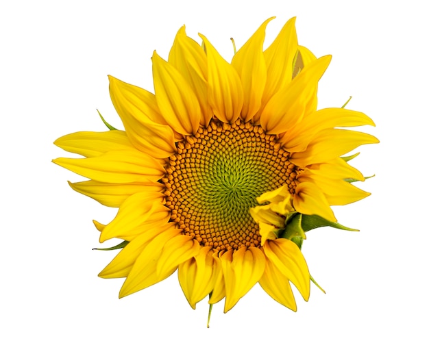 Premium Photo | Bloomed sunflowers on a white background