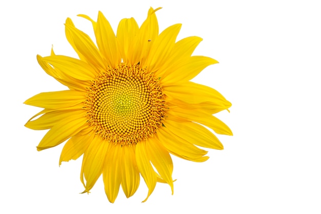 Bloomed sunflowers on a white background | Premium Photo