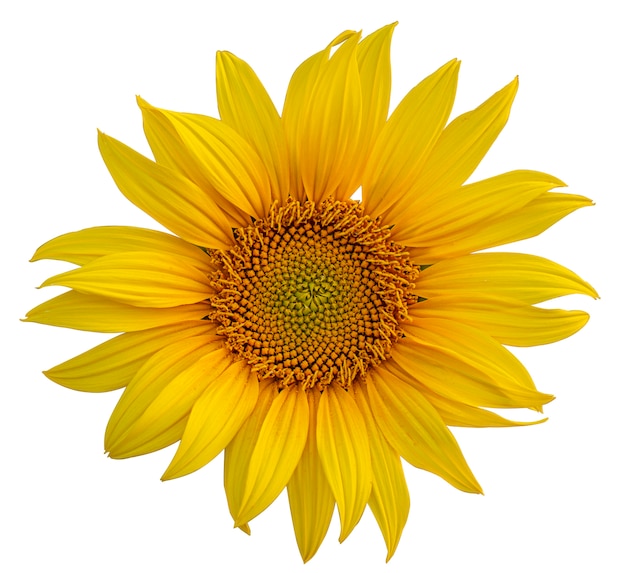 Premium Photo | Bloomed sunflowers on a white background