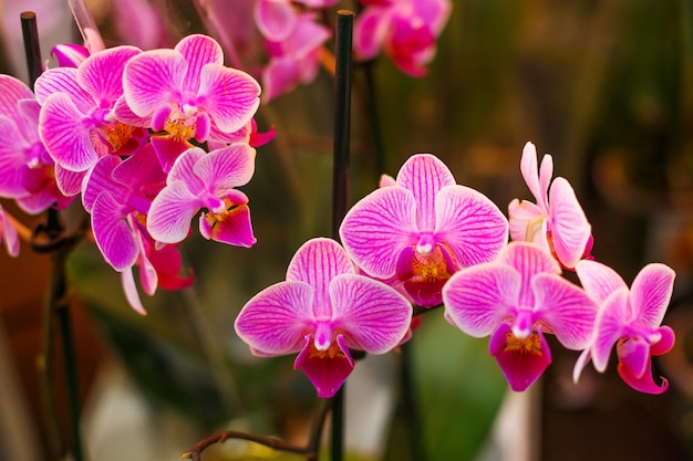 Premium Photo | Blooming bright pink orchid, houseplant