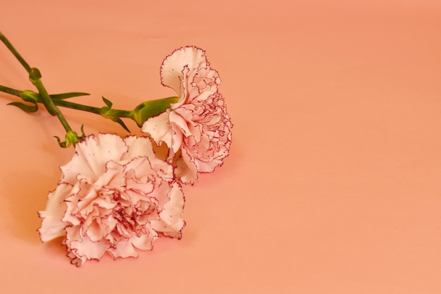 Premium Photo | Blooming carnation on a pastel background.