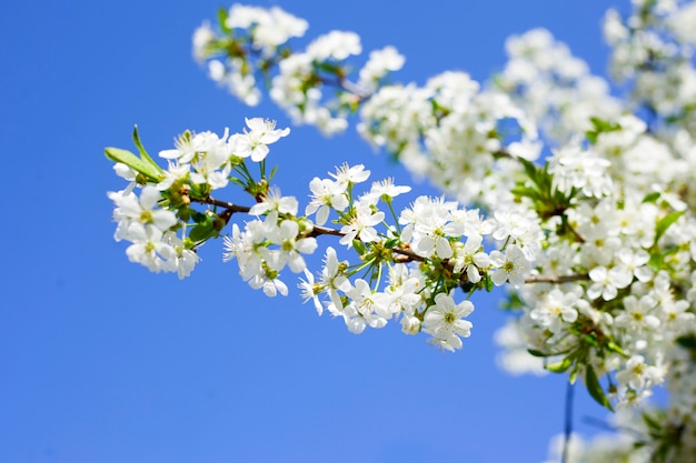 Premium Photo | Blooming cherry against the blue sky