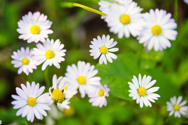 Premium Photo | Blooming daisies growing in forest