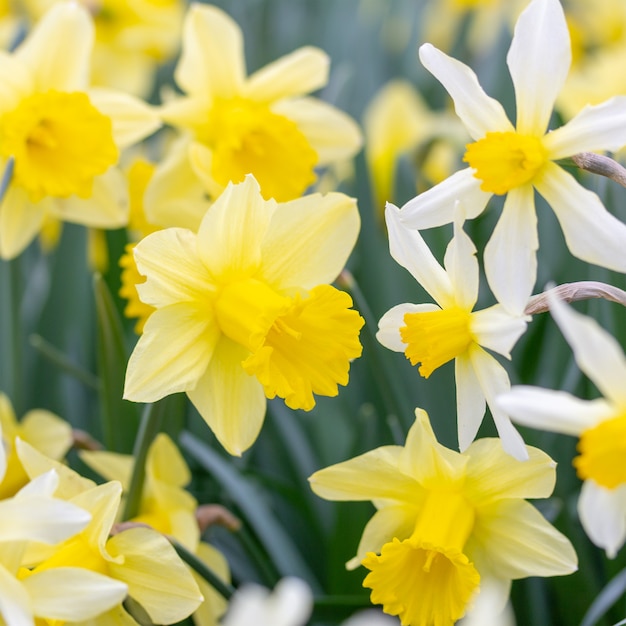 Premium Photo | Blooming flowers of different varieties of daffodils ...