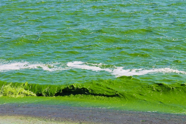 Premium Photo | Blooming green water. green algae polluted river