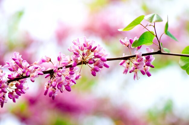 咲くユダの木 Cercis Siliquastrum カナデンシス Eastern Redbud プレミアム写真