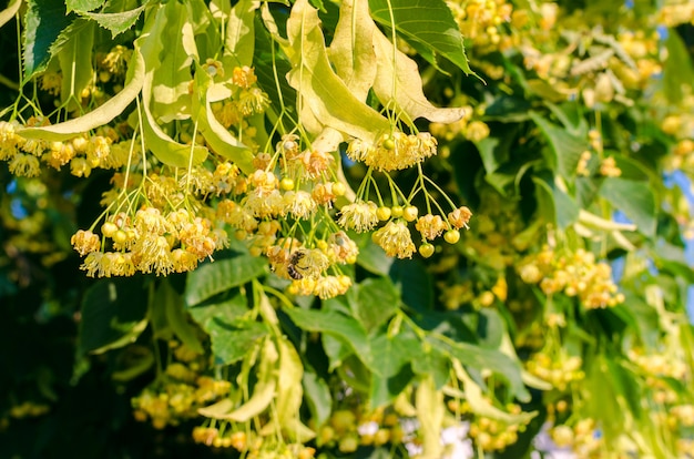 Premium Photo | Blooming linden