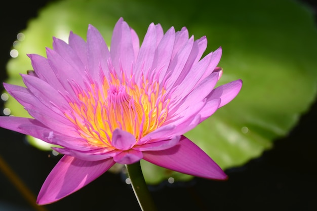 Premium Photo | Blooming lotus flower closeup