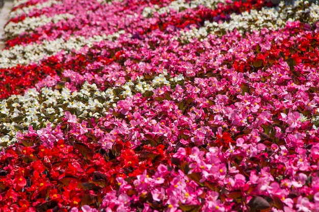 花壇に咲く色とりどりのベゴニア プレミアム写真