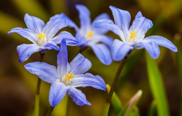 Фото Красивых Синих Цветов