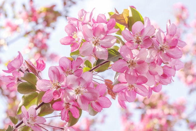 Premium Photo | Blooming pink apple tree