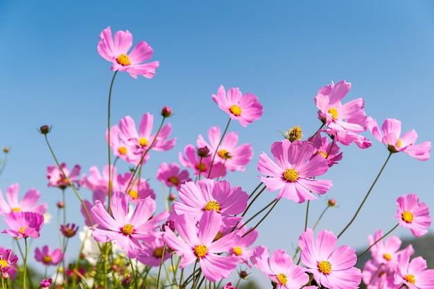 ピンクのコスモスの花が咲く プレミアム写真