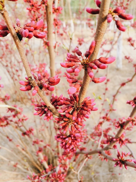 マメ科のtsercisの花の家族の植物であるユダの木の咲くピンクの花 無料の写真