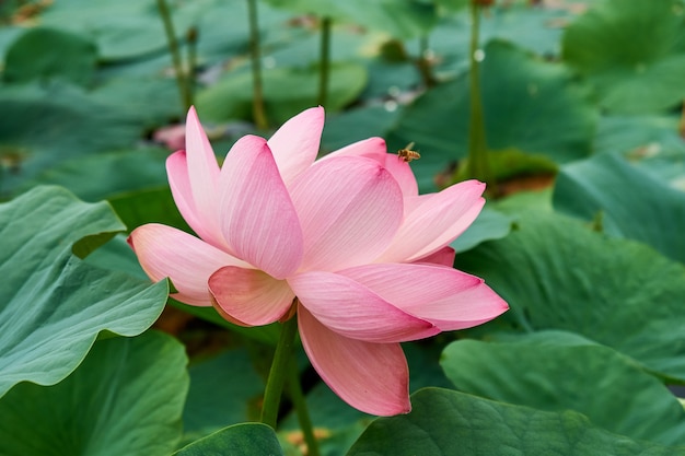 湖に咲くピンクの蓮の花 美しい 珍しい花 プレミアム写真