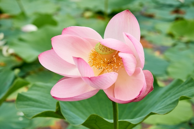 湖に咲くピンクの蓮の花 美しい 珍しい花 プレミアム写真