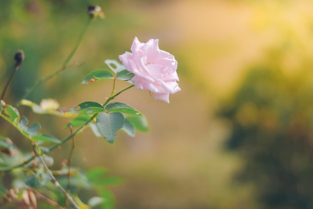 Premium Photo | Blooming pink roses, and blur the background.