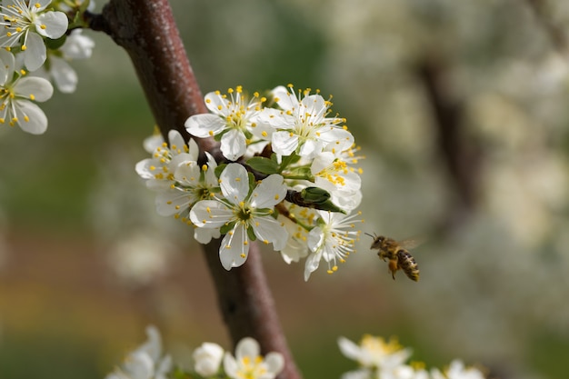 Blooming Plum Tree Close Up Free Image Download