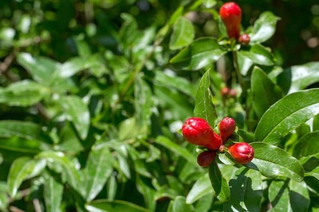 Premium Photo | Blooming pomegranate tree