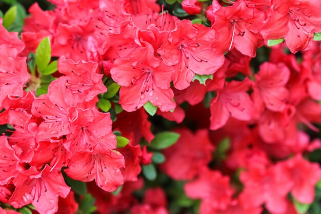春の庭に咲く赤いツツジの花と露のしずく ガーデニングのコンセプト 花の背景 プレミアム写真