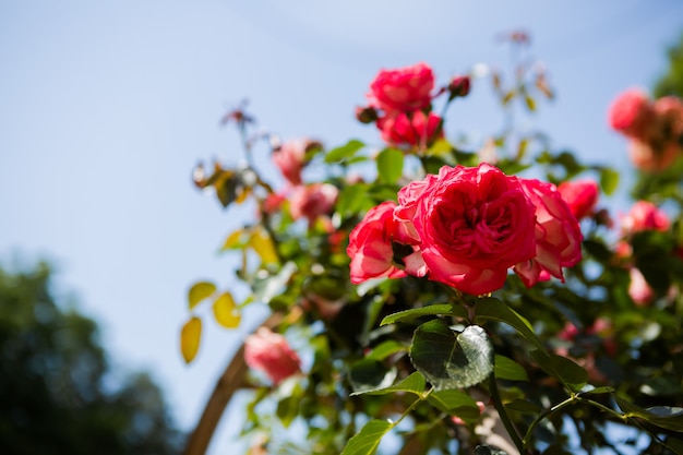 夏に咲くバラ園 バラのアーチ 植物園 バトゥミ ジョージア州 プレミアム写真