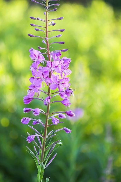 咲くサリー 柳のハーブ 紫色の花を持つファイアウィード医療植物 プレミアム写真