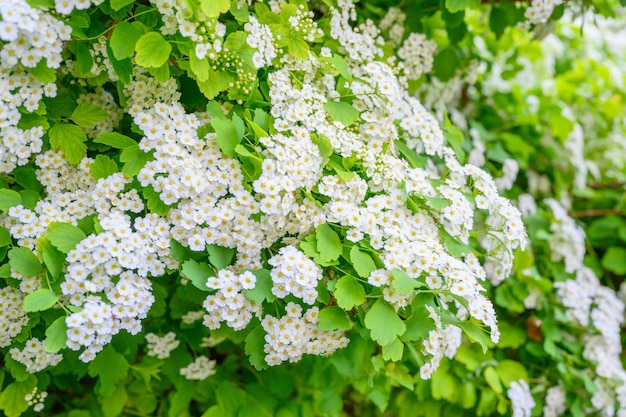 Premium Photo Blooming Spring Flowers Lobularia Maritima Flowers