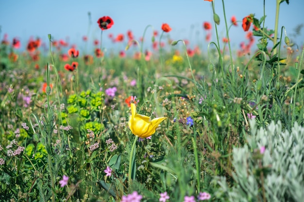 野生の花やハーブが咲く春の牧草地 赤いポピーと緑を背景に黄色いチューリップのクローズアップ プレミアム写真