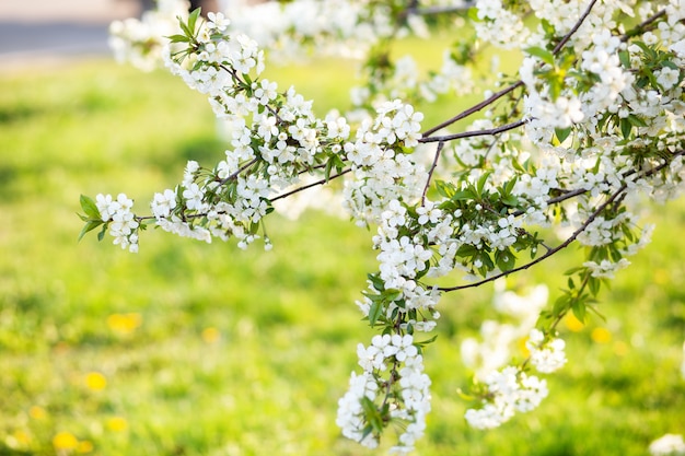 咲く木 美しく咲く枝りんご 白い花アプリコット 春のイースターのグリーティングカード 花桜の開花 白い花さくら 春 春の花 美しい果樹園 プレミアム写真