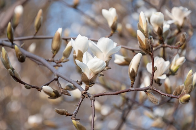 Premium Photo Blooming Tree Branches Bloomy Magnolia Tree With Big