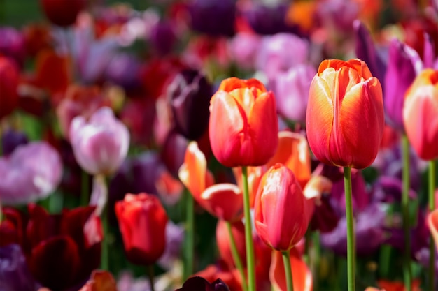 Premium Photo | Blooming tulips flowerbed in keukenhof flower garden ...