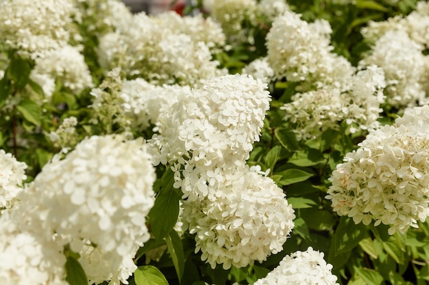 Premium Photo | Blooming variety of white hydrangea paniculata ...