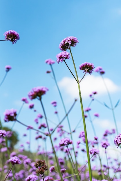 Premium Photo Blooming Verbena Field Is A Purple Flower The Meaning Of This Flower Is The Happiness Of Everyone In The Family Besides Verbena Is Also Another Meaning Please Pray For