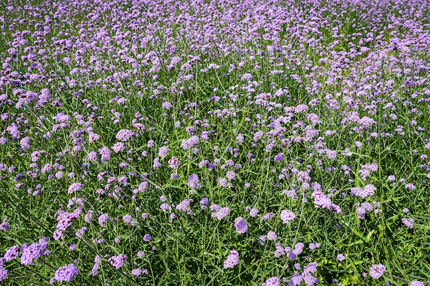 Premium Photo Blooming Verbena Field Is A Purple Flower The Meaning Of This Flower Is The Happiness Of Everyone In The Family Besides Verbena Is Also Another Meaning Please Pray For