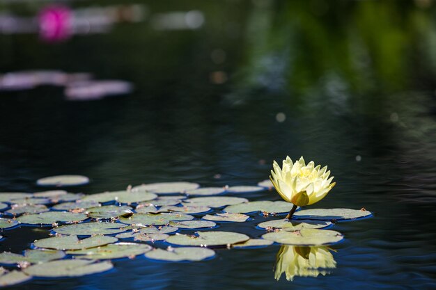 Premium Photo Blooming Water Lily In Small Pond