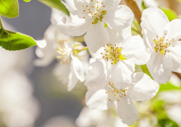 Premium Photo | Blossom apple tree. white spring flowers closeup